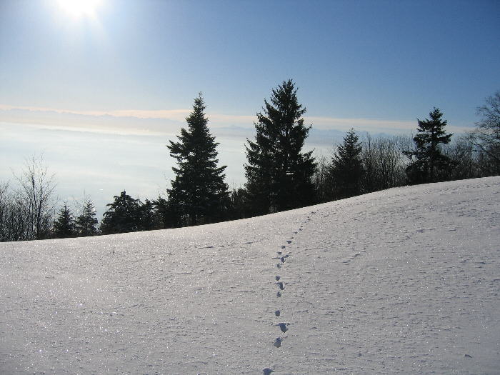 Spuren im Schnee